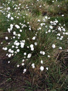 Hare Tail Cotton Grass